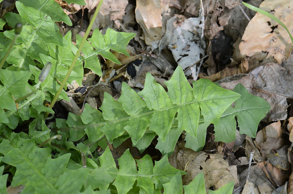 Aposeris foetida / Lattuga fetida